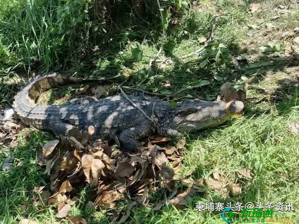 暹粒20多条巨鳄“出逃”引恐慌